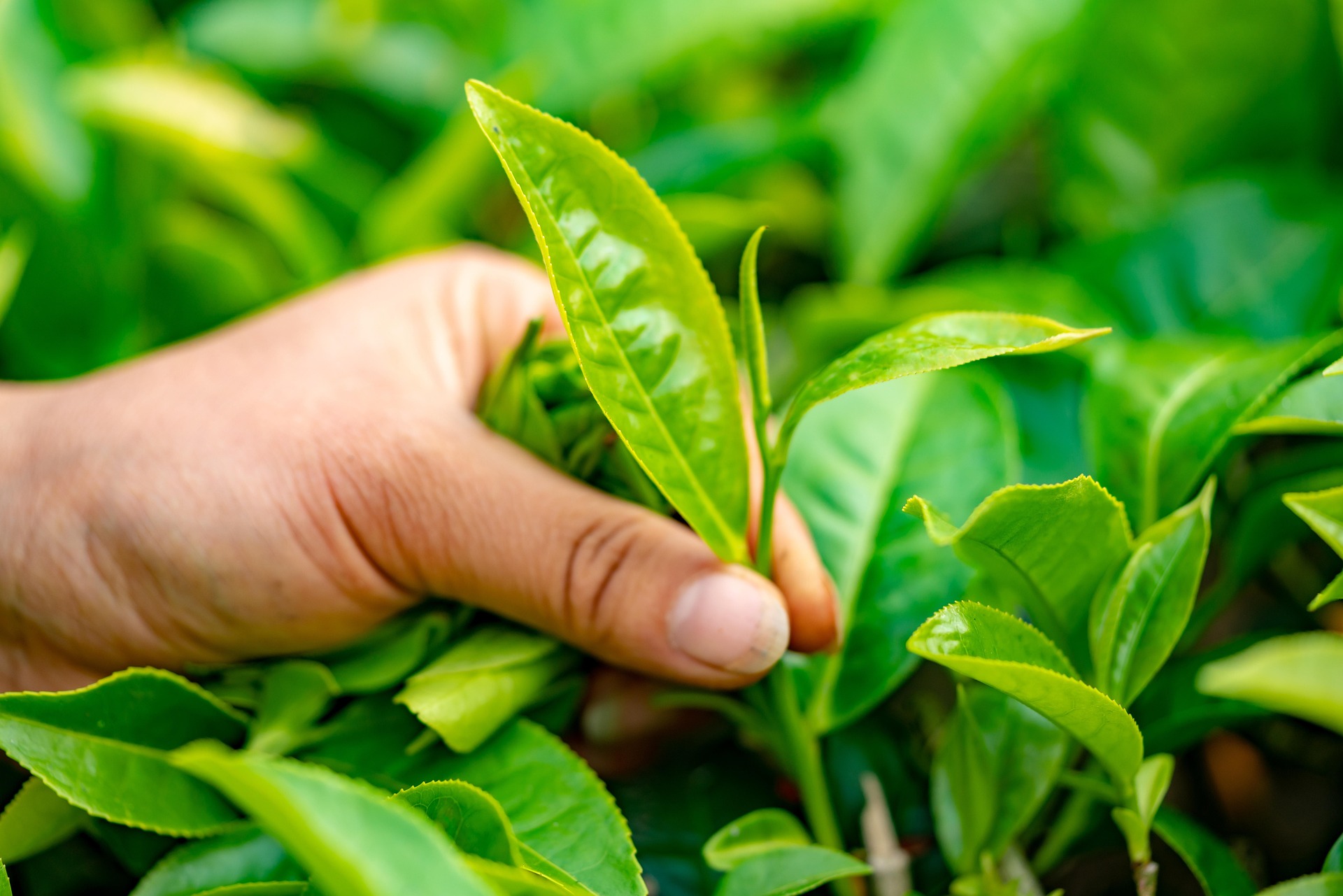 Kenyan High-Altitude Tea Estates